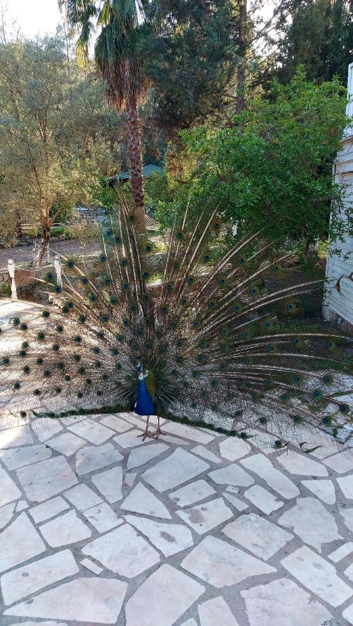 Angels Garden 호텔 Kumluca 외부 사진